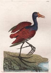 1009 Chestnut Jacana